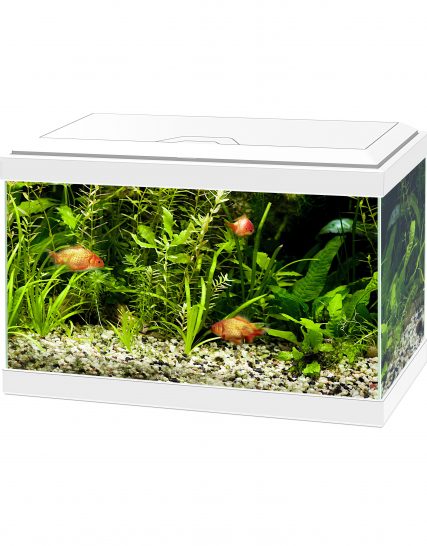 Aquarium aqua 20 led Wit