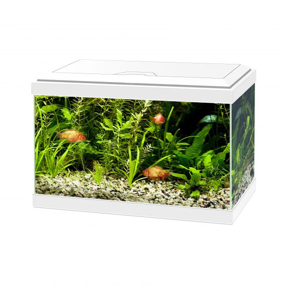 Aquarium aqua 20 led Wit