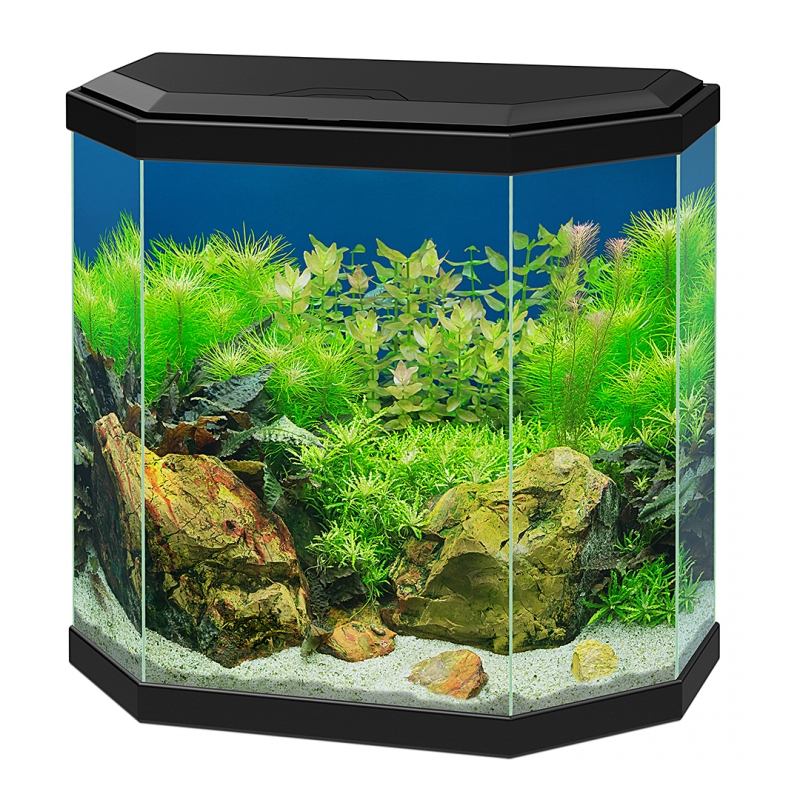 uitvinden Kennis maken Ale Aquarium aqua 30 led zwart 40x20x45,5CM - Fishsupply.nl