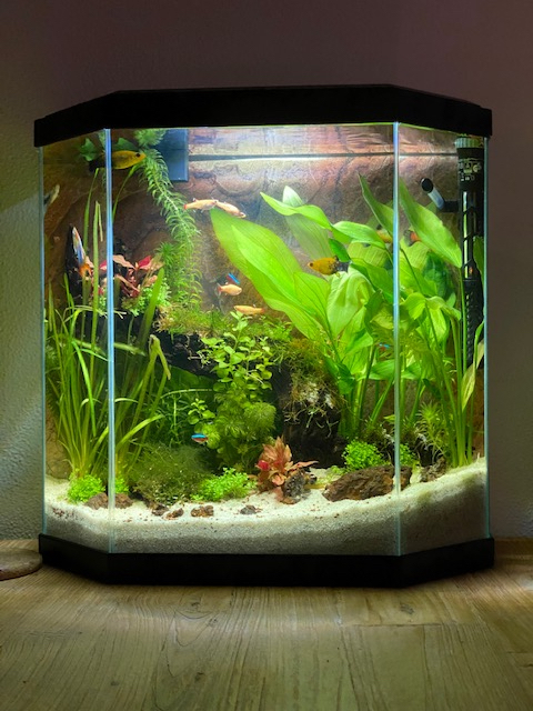 Aquarium fish supply